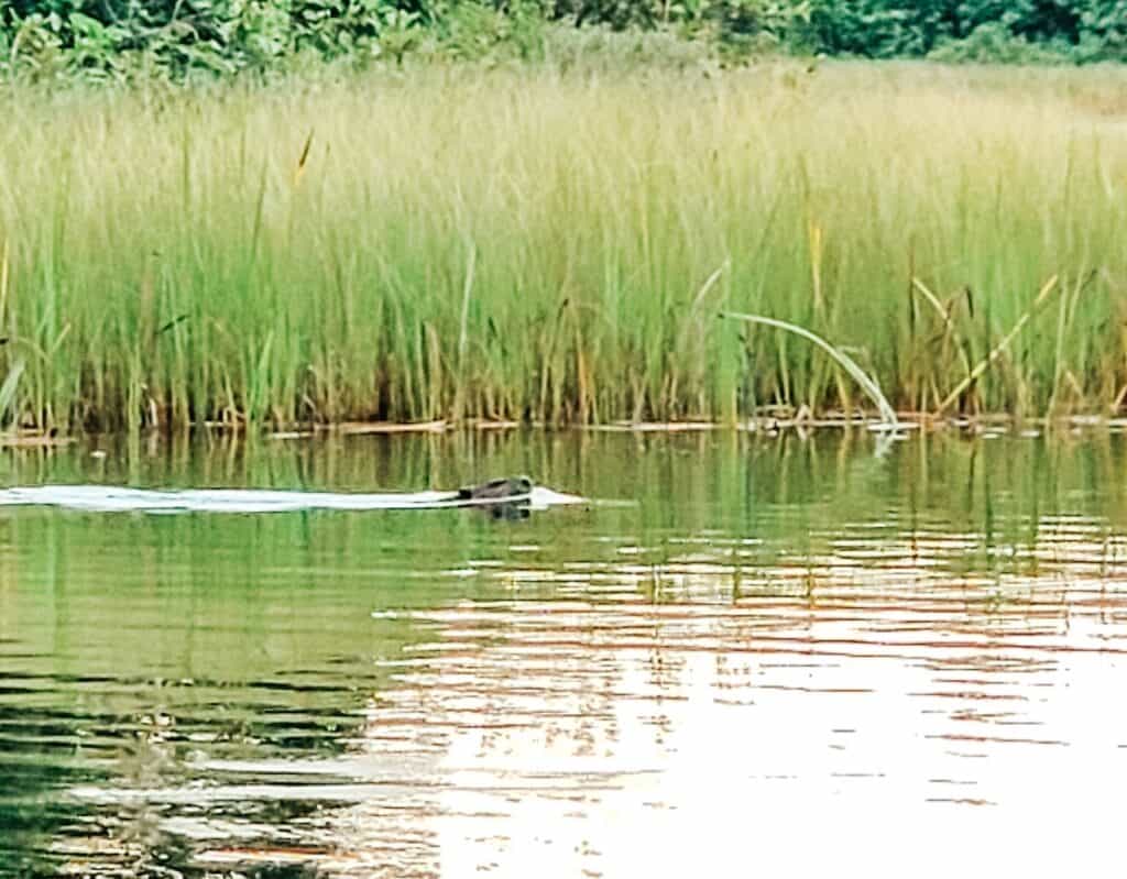 beaver