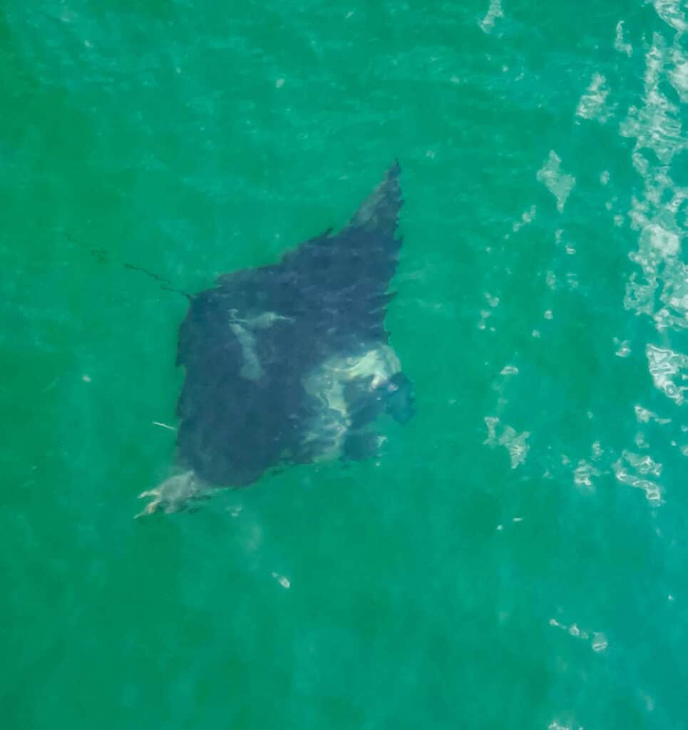 A dark manta ray is just under the water. The water is blue-green.