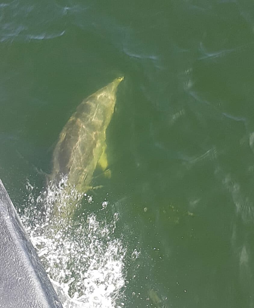 A dolphin is just underneath the blue-green water, right next to the side of a boat.