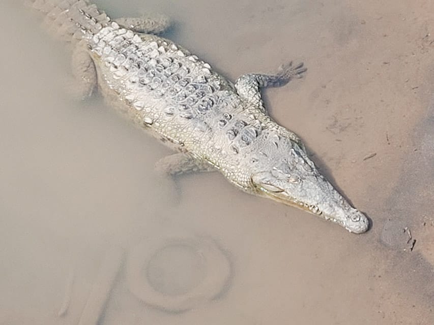 A crocodile is hanging out in some semi-murky water. It is half-submerged until the water.