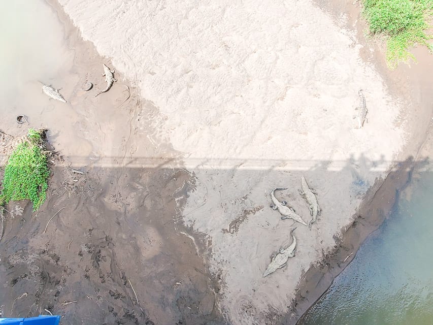 Six crocodiles lie on the dirt of a river bank next to a river. The vantage point is from way above on a bridge, so the crocodiles are relatively small.