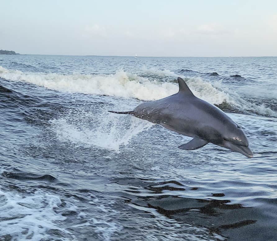 A dolphin is jumping completely out of the waves - it's whole body is above the water. There is a sailboat in the far background, but the only other thing visible are waves.