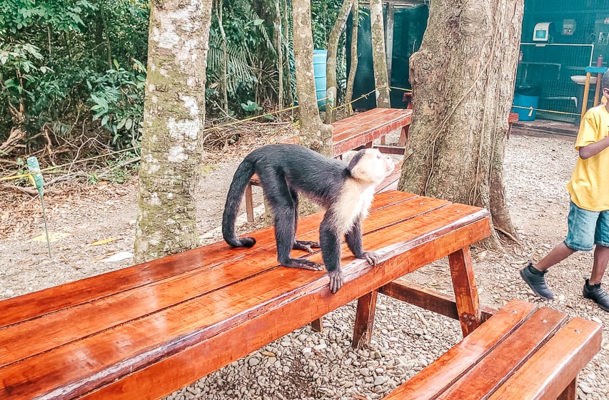 A black monkey with a white face waits on a picnic table, looking up into the trees. Around the picnic table is gravel and trees.