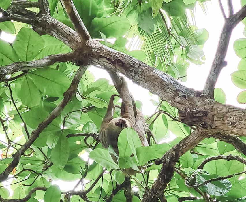 A sloth is hanging upside down and climbing along a branch. Green tropical leaves surround the sloth.