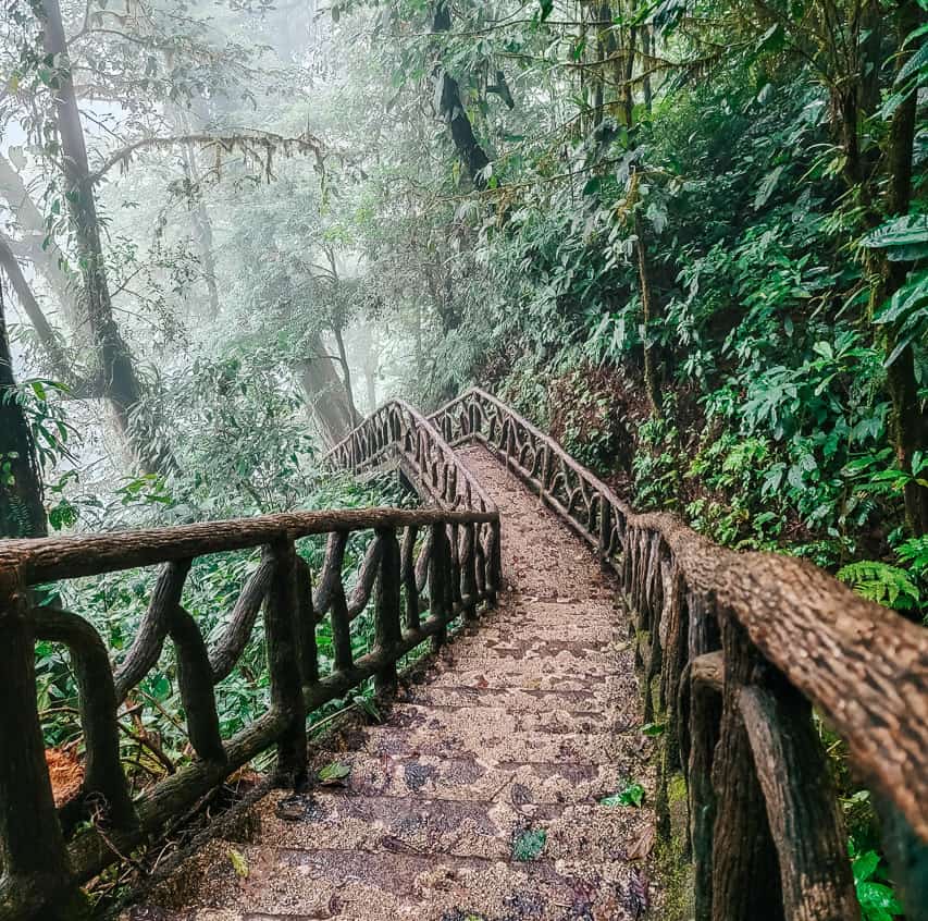 A wooden staircase descends through the rainforest in the fog, making it seem magical.