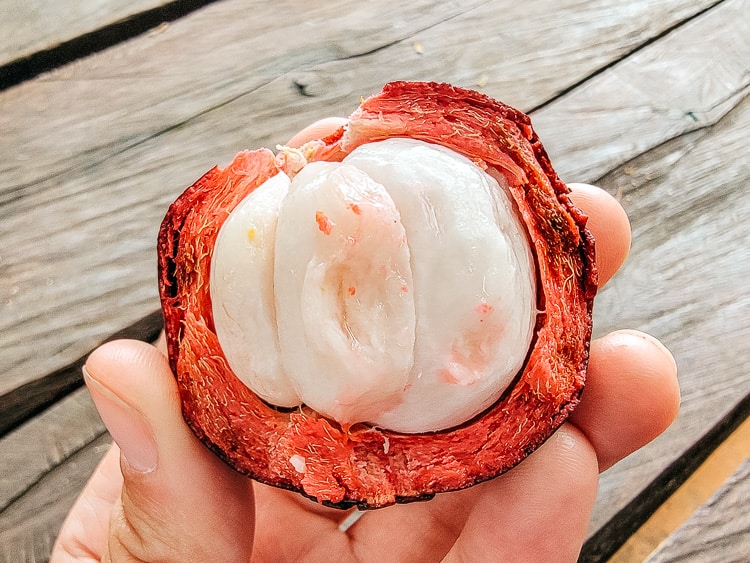 An open mangosteen. This white, sweet fruit is one you need to eat in Colombia. It is covered in a purple, fibrous rind and the fruit is divided in wedges.