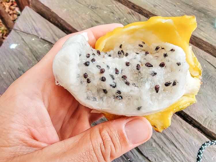 A partially eaten guanabana with the yellow, spiky rind behind it. The soft, white fruit is full of small black seeds. A traditional Colombian fruit.