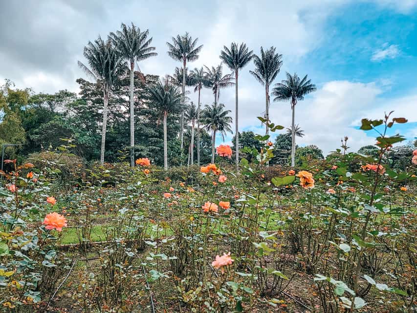 Rose bushes are at the foreground of the picture, with tall palms in the background.
