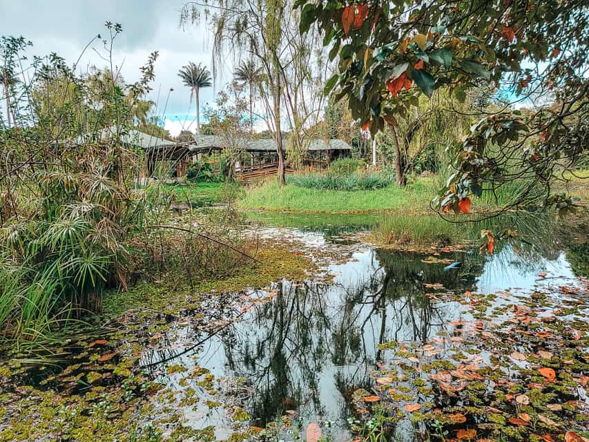 A pond is in the foreground, with a bridge, palm trees, and a flowering tree in the background.