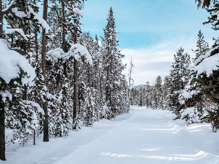 A pristine trail in a snowy forest.