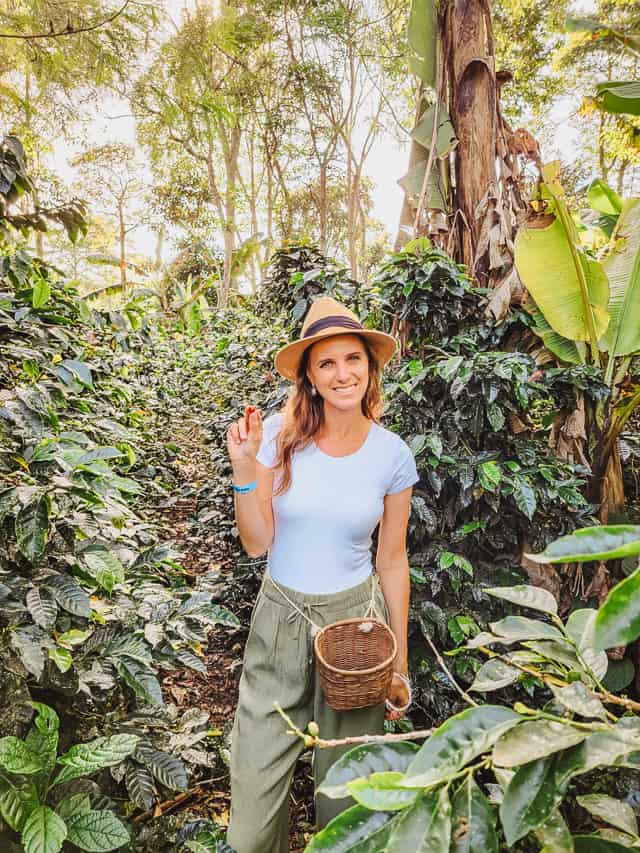 A woman in a white shirt, green pants, and straw hat stands in the middle of about 7 foot tall coffee plants, holding a coffee bean.