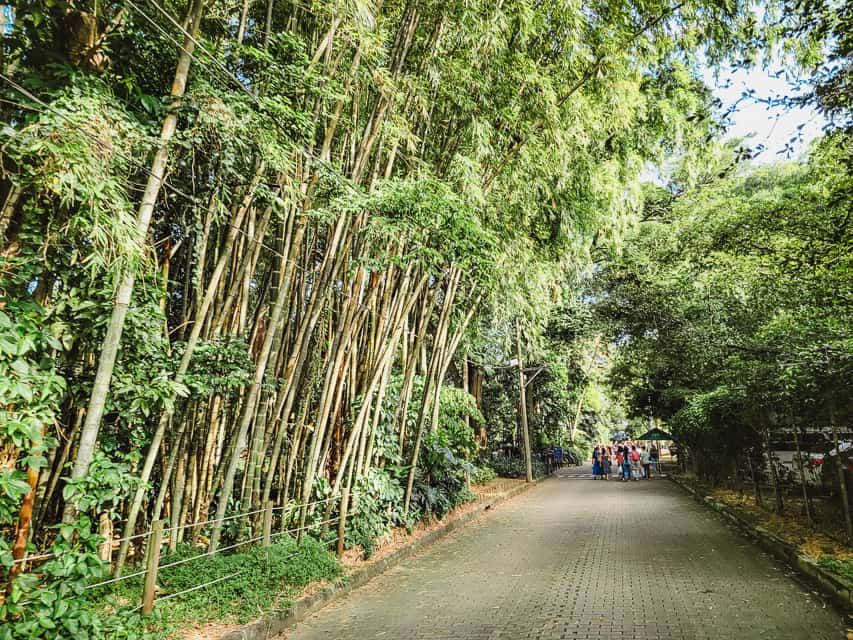 A park walkway with multiple skinny trees leaning over onto the sidewalk.