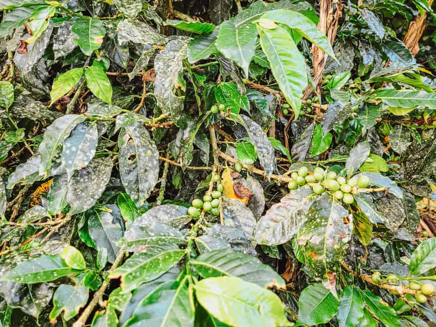 An up-close look at a coffee plant. There are lots of lush, green leaves, and clusters of small, green berries on many of the branches.
