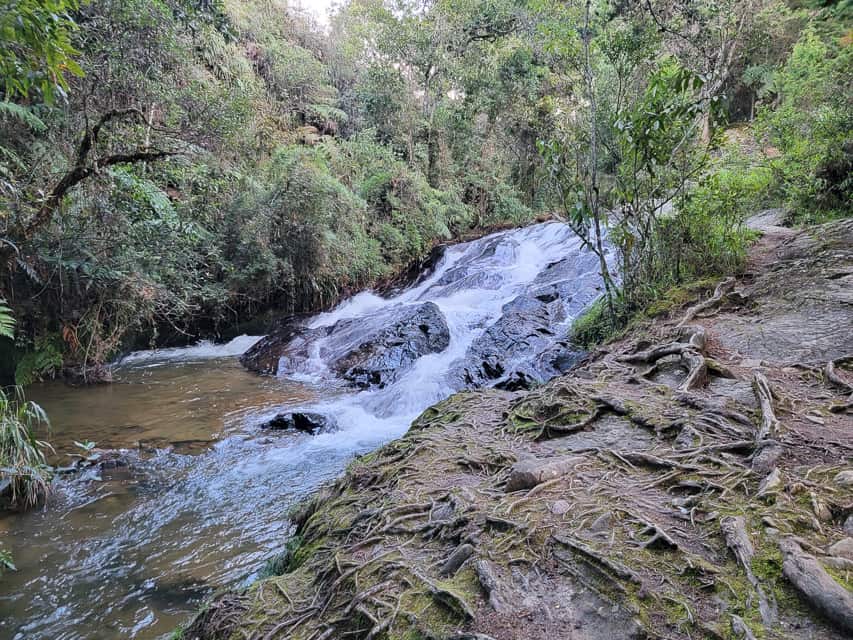 A small waterfall with white water rushing down the stream and a path right next to it with lots of roots sticking out of it.