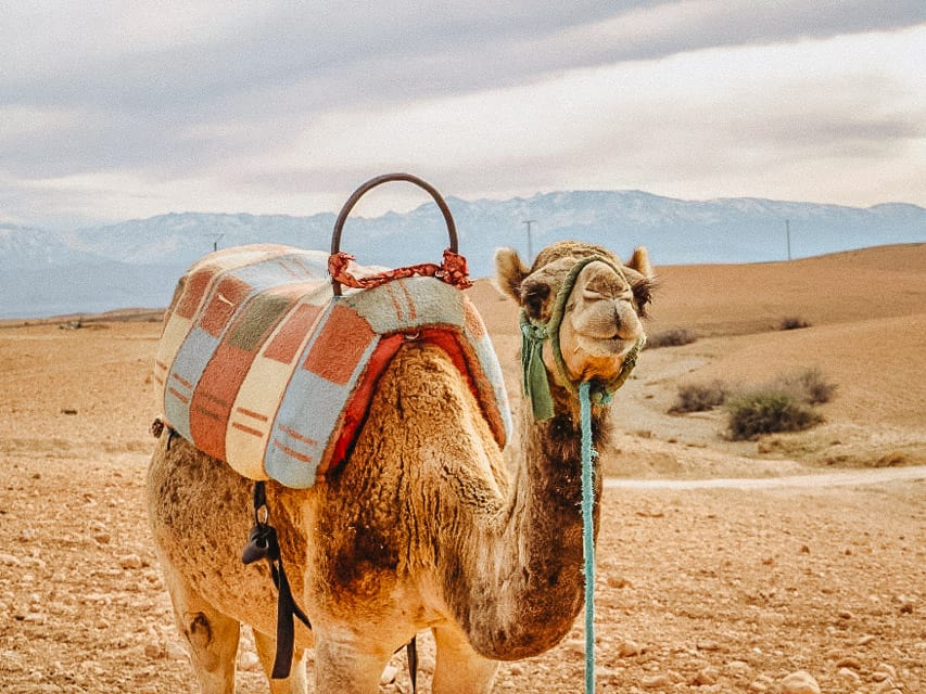 A camel looks at the camera, with rocky sandy terrain behind it, and dark blue mountains in the background in the Agafay Desert outside of Marrakech.