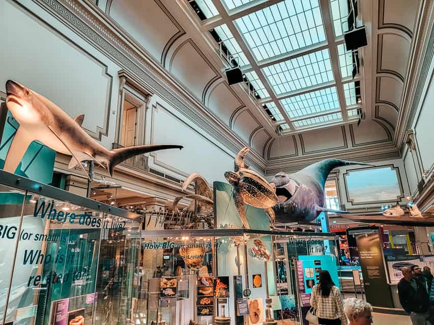 A shark, turtle, whale, and other sea creatures fill a room in the Smithsonian Natural History Museum.