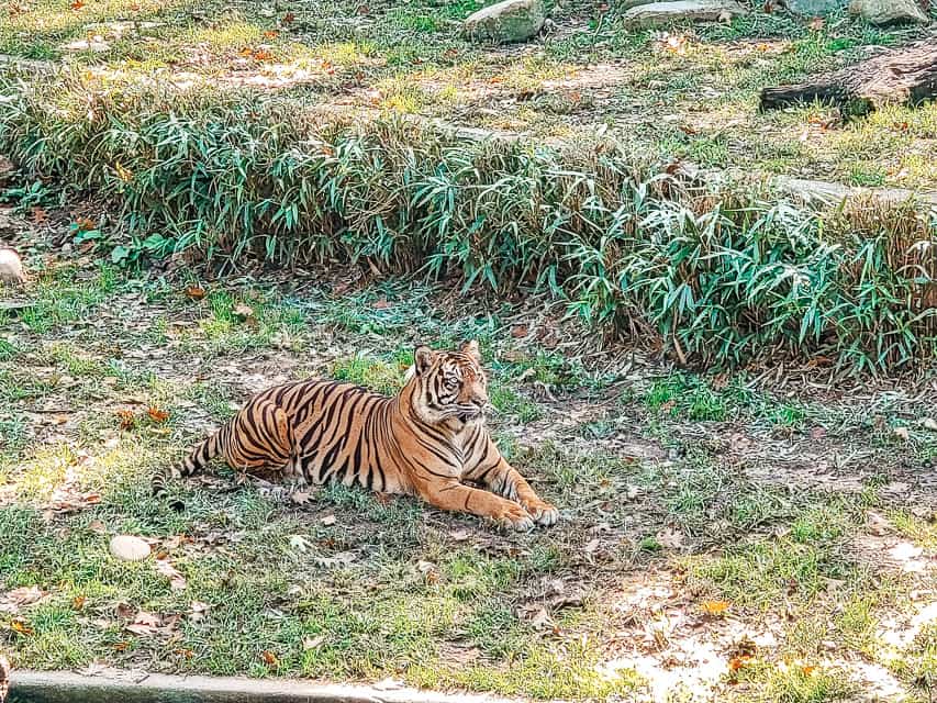 A tiger lounges in its enclosure at the Smithsonian Zoo.