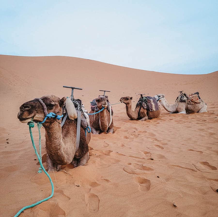 A line of 4 camels sit in a line in the middle of the sand dunes.