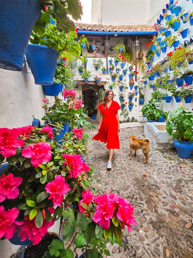 A woman in a red dress walks past a dog in the middle of one of the most beautiful patios in Cordoba that has white walls and is filled iwth blue flowerpots holding geraniums.