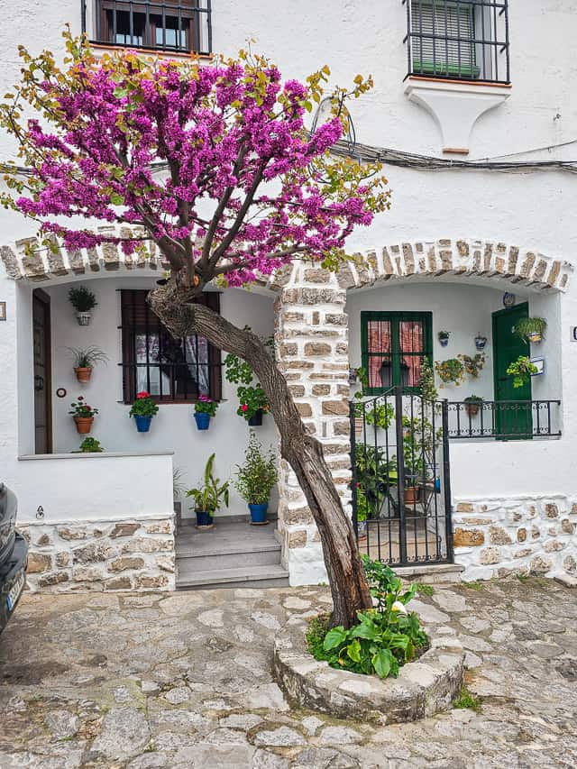 A purple flowering tree grows in front of a whitewashed building.