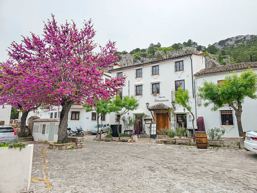 A white house with greenery filled trees and a blossoming purple tree in Grazalema.