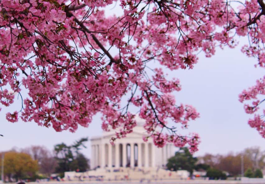 Pink cherry blossoms in the foreground with the Jefferson Memorial in the background.