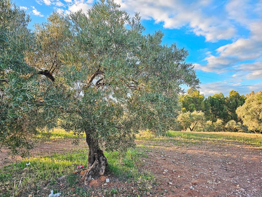 A dirt and grass orchard with a large green olive tree.