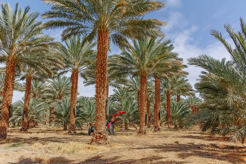 Date palm trees surround the viewer in the Palm Grove of Marrakech.