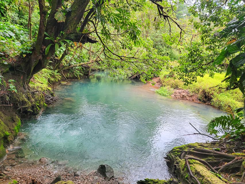 Pool with greenery all around.