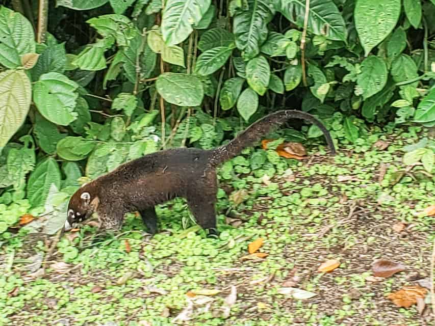 A coati walks thorugh the rainforest in Mistico.
