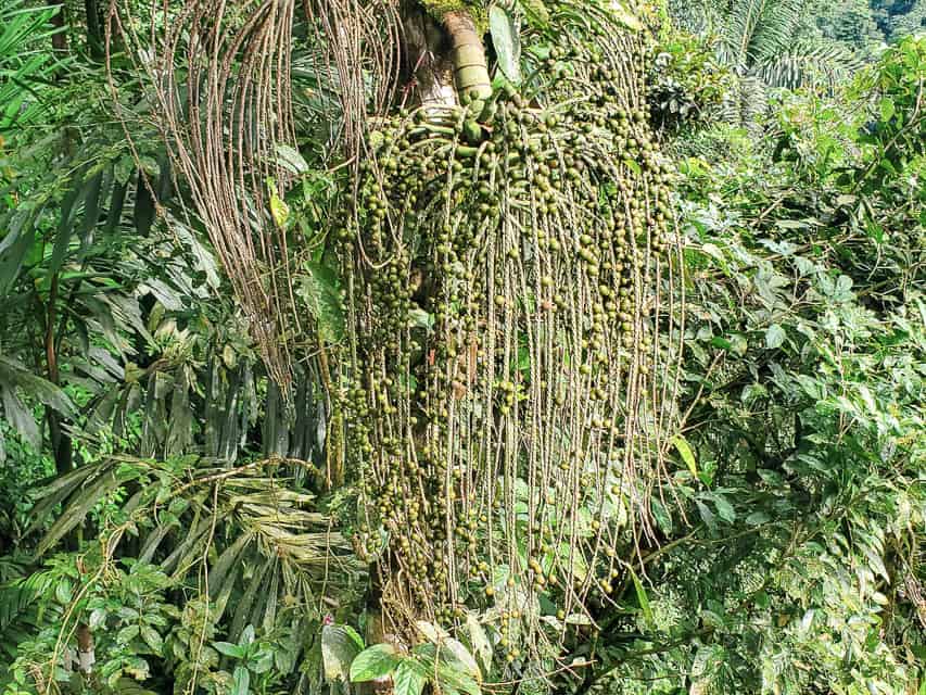 Willow like tree with hanging branches and green beads on them