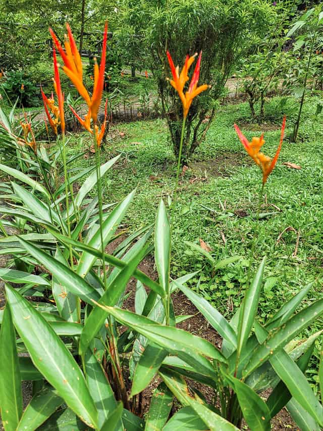 Fire orange flowers.