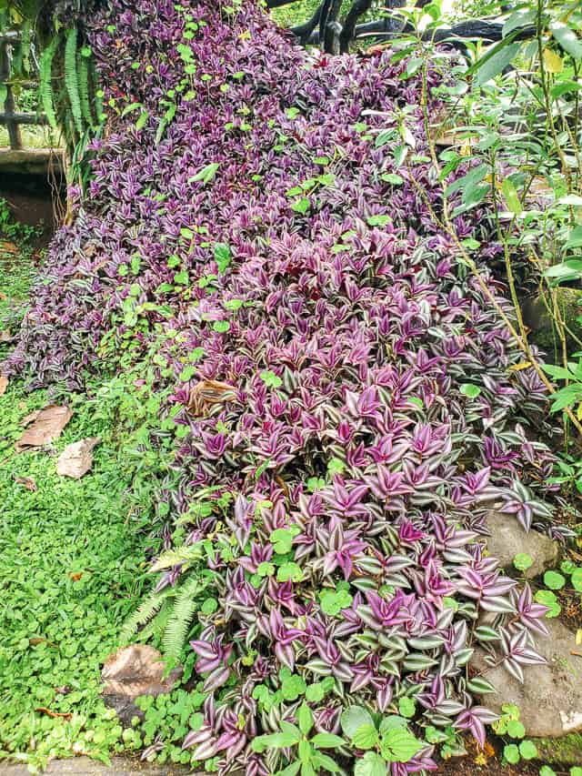 A bush of purple and white flowers.