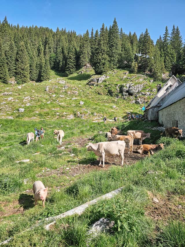Multiple cows outside the cheese factory along the path where many hikers are stopping to look at the at the base of a mountain.