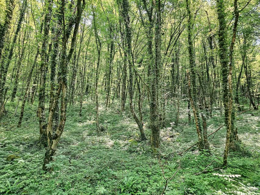 Lots of skinny trees throughout the forest have moss and ferns throughout.
