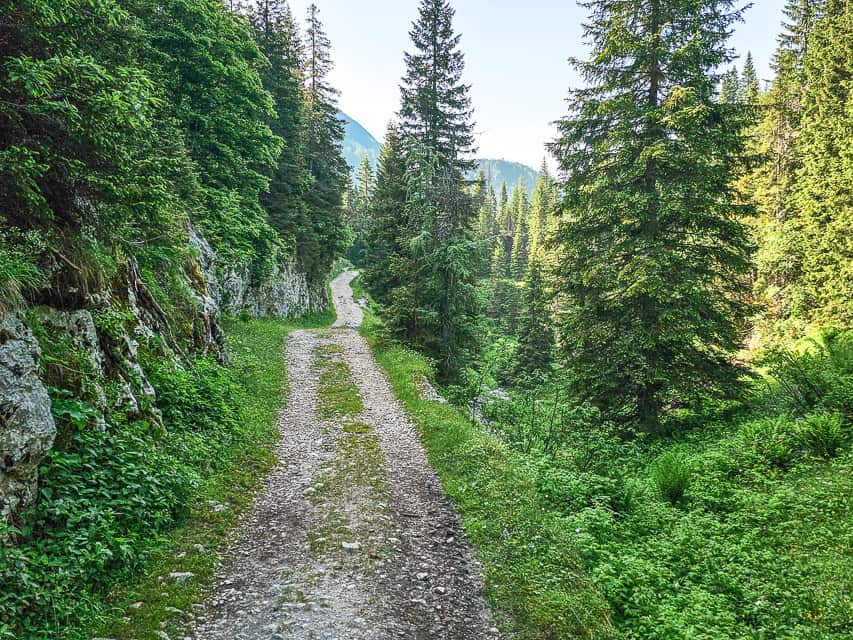 2 parallel rock path leading through large pine trees to the edge of a mountain.
