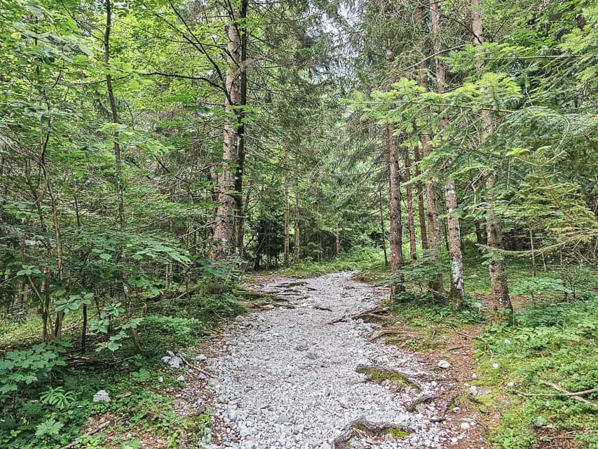 A gravel path winding through the forest with tree roots coming throught the path with trees and ferns on the path