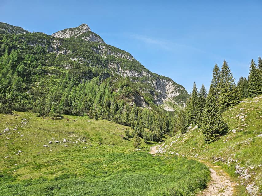 A dirt path through a grassy field with lots of pine trees at the base of a white rock mountain.