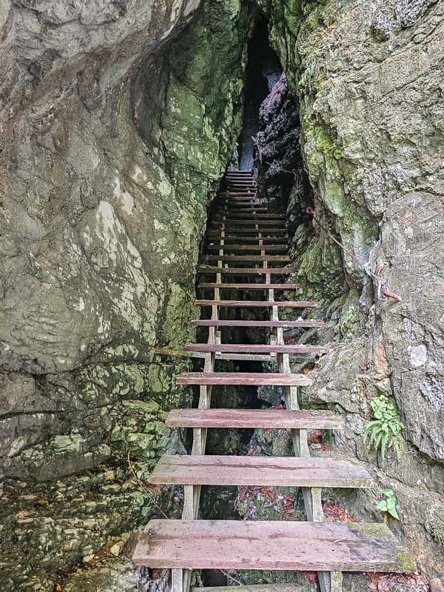 A tall wood staircase leads up into a stone cave with vines and ferns.