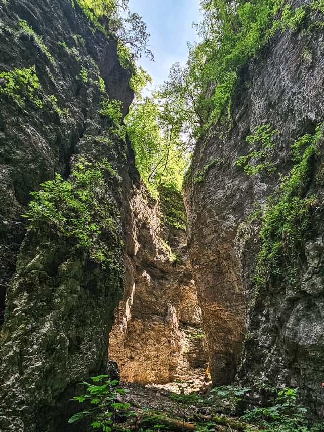Stone walls cover the sides of the canyon with vines on the side.