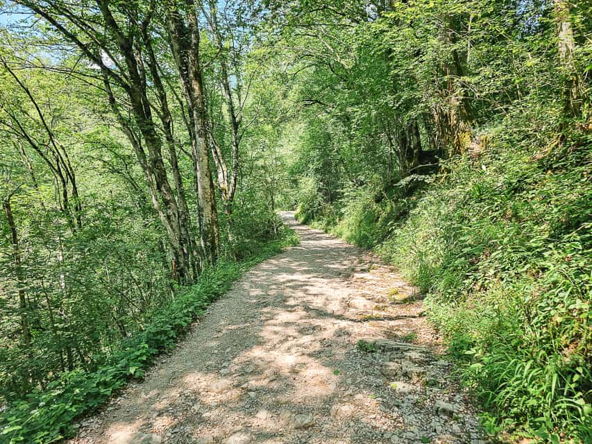 A dirt and gravel trail with trees and ferns surrounding the trail.