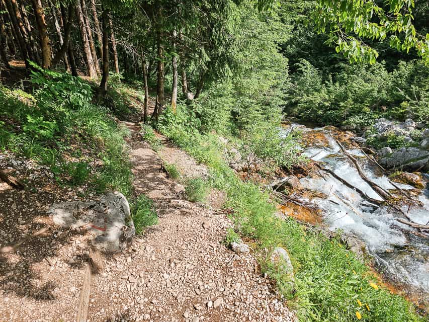 A trail goes into some woods and a stream runs right beside it.