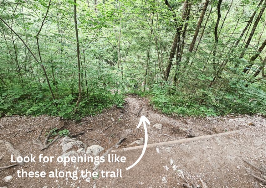 A dirt and rock path turns of from the main path in the forest.