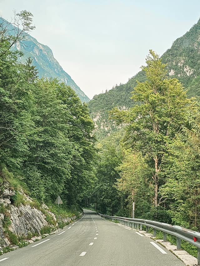 A concrete streetss curves through a flush tree forest on a mountain.