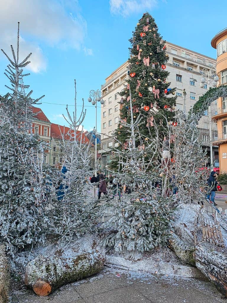 There are some white trees sitting in front of the large green tree at the front of the Zagreb Christmas Market