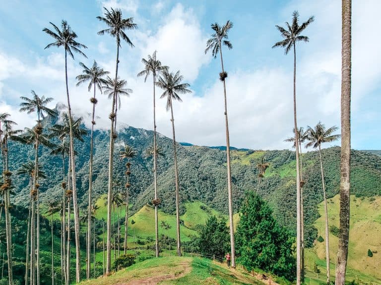 You’ve Seen It in Encanto—Now Hike the Real Colombian Valley With the World’s Tallest Palm Trees